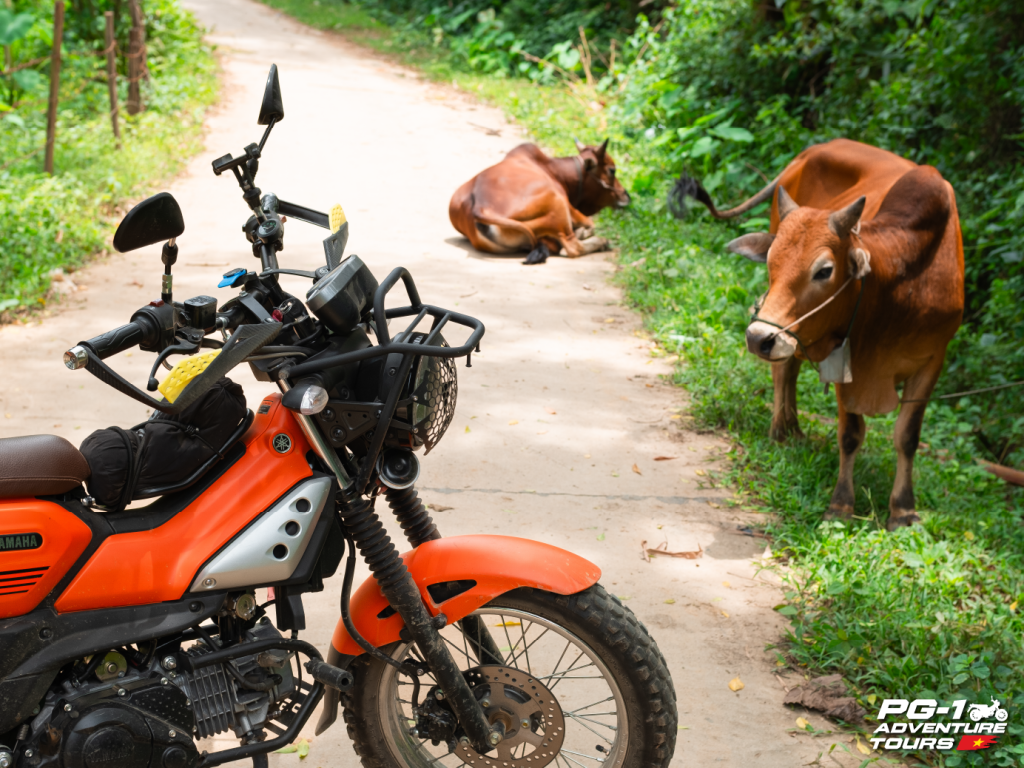 Northwest Vietnam Motorbike Tours: 10 Days Into The Wild 4 Phu Yen to Son La Motorcycle Route