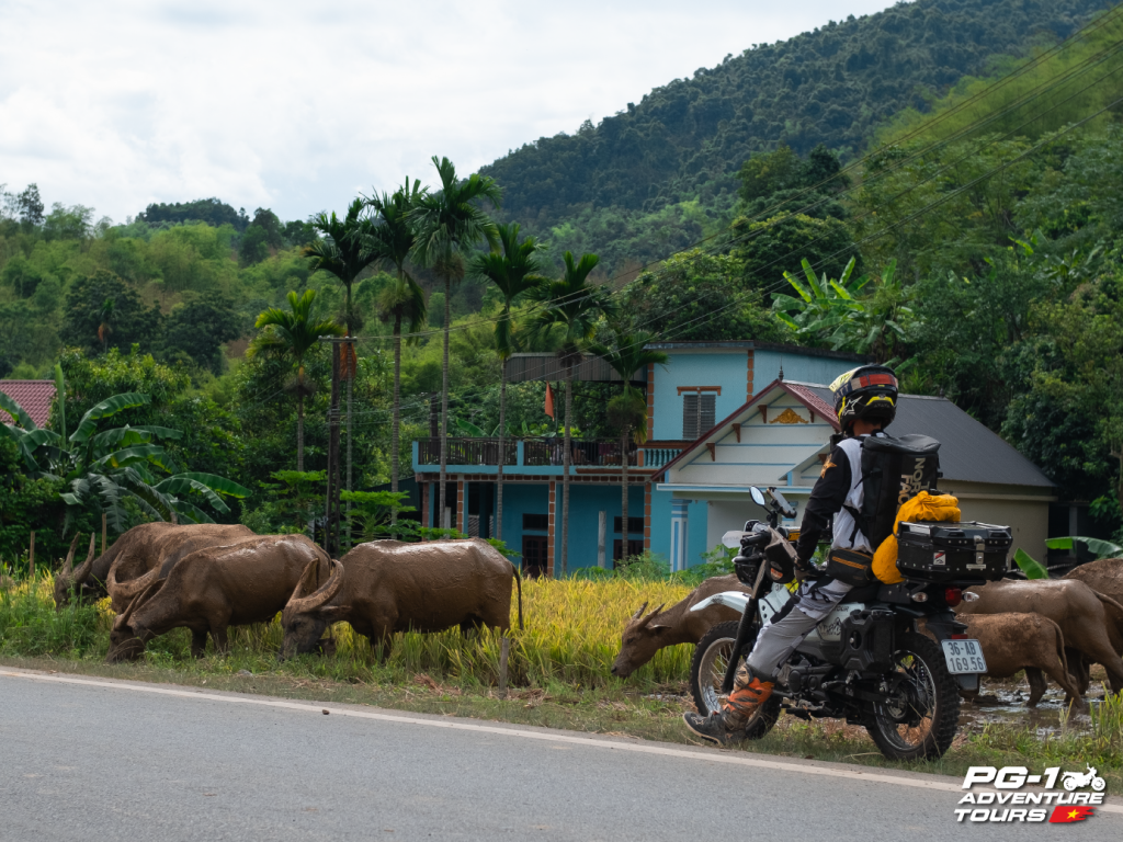 Northwest Vietnam Motorbike Tours: 10 Days Into The Wild 2 Hanoi to Mai Chau Motorcycle Tour